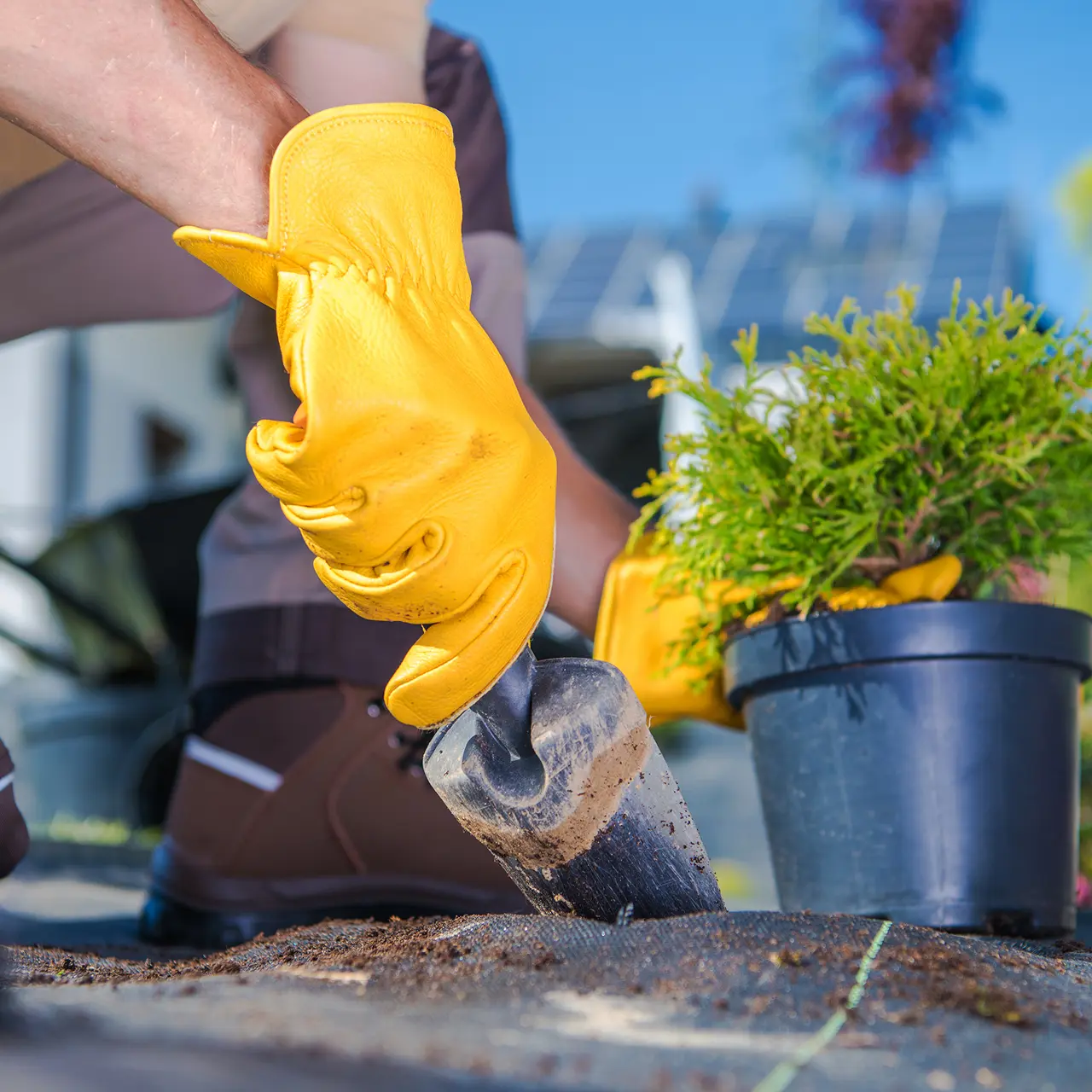 Plant Installation